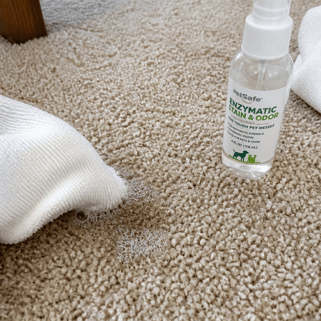 Pet stain spot being treated on beige residential carpet